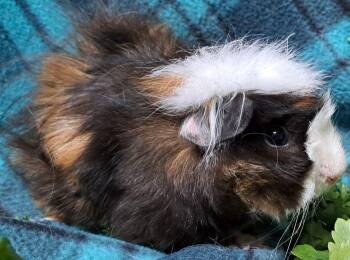 Rescue Abyssinian Guinea Pigs for Adoption in Chicago Heights, Illinois - Percy | PetCurious